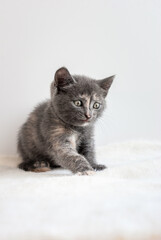 Fototapeta na wymiar Common little grey kitten sitting on white fluffy fabric