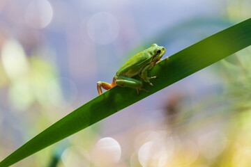 Hyla arborea - Green tree frog on a stalk. The background is green. The photo has a nice bokeh. Wild photo