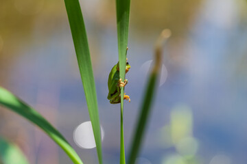 Hyla arborea - Green tree frog on a stalk. The background is green. The photo has a nice bokeh. Wild photo