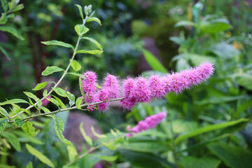 ホザキシモツケ