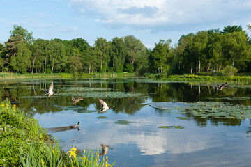 Wilde Eend, Mallard, Anas platyrhynchos