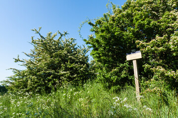 Meidoorn, Hawthorn, Crataegus