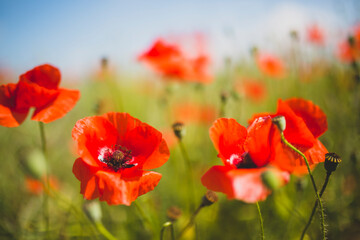 Fototapeta premium Meadow full of poppies on a beautiful sunny day