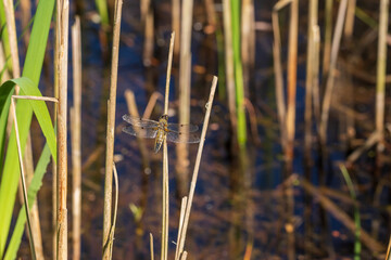 Dragonfly - Odonata with outstretched wings on a blade of grass. In the background is a beautiful bokeh created by an  lens.