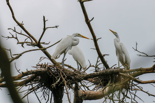 July 6, 2021-Yecheon, South Korea-A White Heron flock at habitat in Yecheon, South Krea.