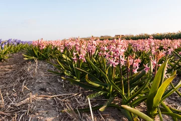 Gordijnen Hyacint, Hyacinth, Hyacinthus © AGAMI