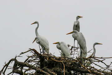 July 6, 2021-Yecheon, South Korea-A White Heron flock at habitat in Yecheon, South Krea.