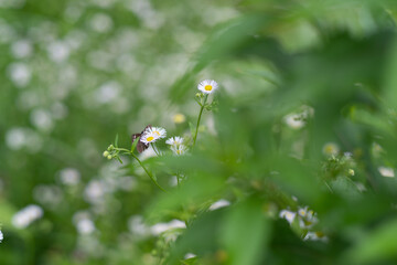 白い草花と蝶