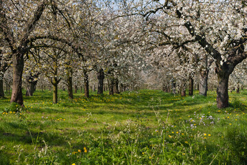 Flowering blossom trees