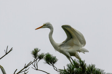 July 6, 2021-Yecheon, South Korea-A White Heron flock at habitat in Yecheon, South Krea.