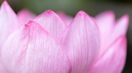 Obraz premium 蓮の花