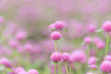 Fototapeta premium ピンクの花