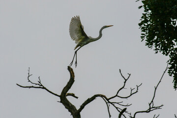 July 6, 2021-Yecheon, South Korea-A White Heron flock at habitat in Yecheon, South Krea.