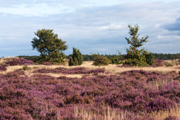 Fototapeta premium Landscape at Kootwijkerzand