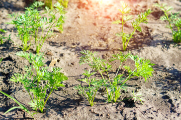 Carrot plant is grown in an ecological farm. green garden plants. Selective focus