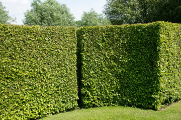 Hedges of Carpinus betulus or European hornbeam
