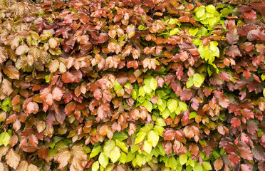 two colors of beech in a hedge