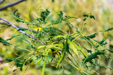 The strange leaves of Aesculus hippocastanum 'Laciniata'