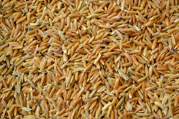closeup paddy rice seed background
