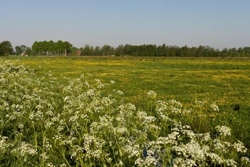 Deurstickers Bloemenveld, Field of flowers © AGAMI