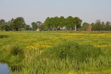 Fotobehang Bloemenveld, Field of flowers © AGAMI