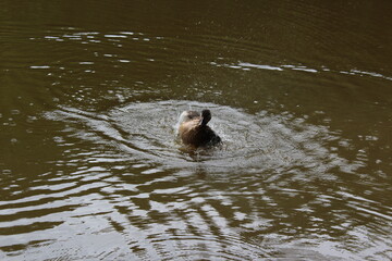 Fototapeta premium duck in the water