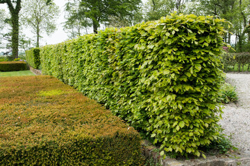 Hedges of Fagus sylvatica and Taxus - obrazy, fototapety, plakaty