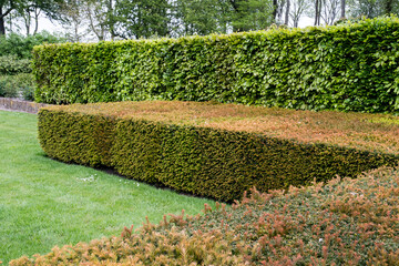 Hedges of Fagus sylvatica and Taxus