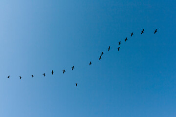Aalscholver, Great Cormorant, Phalacrocorax carbo