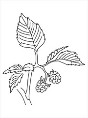 Raspberry leaf in the doodle style. Hand-drawn silhouette. 
Botanical medicinal vector plant 