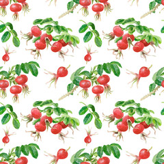 The pattern. Large round rosehip berries. The image is hand-drawn and isolated on a white background. Watercolor painting.