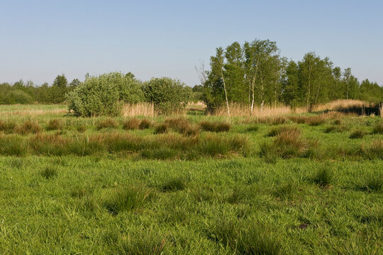 Grasland in Rottige Meente, Grassland at Rottige Meente