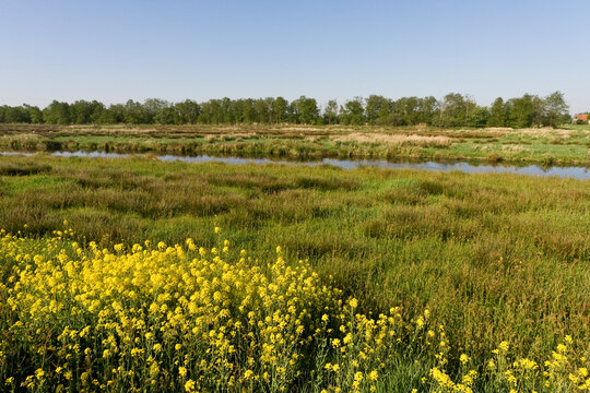 Koolzaad in bloei, Flowering Rape