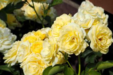 close-up of many yellow roses growing among green leaves in the garden on a sunny day