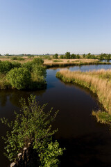 Obraz premium Laagveenmoeras in Rottige Meente, Peat-bog at Rottige Meente