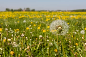 Foto op Canvas Gewone Paardenbloem, Common Dandelion, Taraxacum officinale © AGAMI