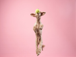 Funny active dog jumping and catches the ball. Funny small poodle on pink background