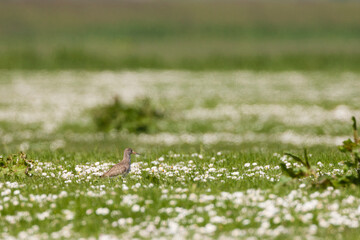 Tureluur, Common Redshank, Tringa totanus