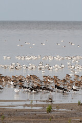 Vogels op Waddenzee, Birds at Wadden Sea