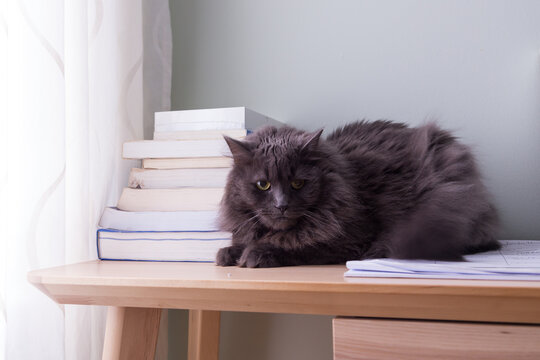 
Irate looking grey cat lying down on small desk next to window