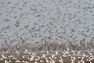 Vogels op Waddenzee, Birds at Wadden Sea