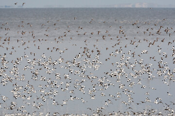 Vogels op Waddenzee, Birds at Wadden Sea