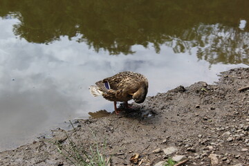 duck in the water