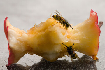 close-up of two wasps eating at remainings of an apple
