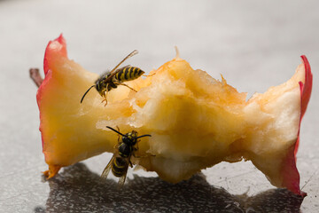 close-up of two wasps eating at remainings of an apple