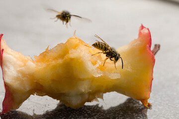 close-up of wasps eating at remainings of an apple