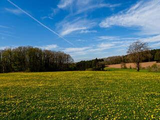 Fototapeta na wymiar field of dandelions in hilly landscape