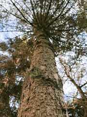 Fototapeta premium tree in the park