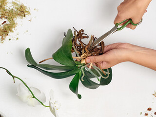 Woman transplanting orchid at home