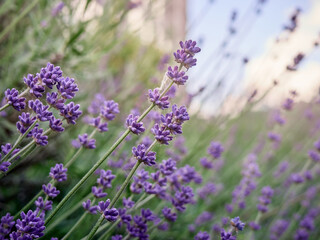 Soft focus on lavender flowers.